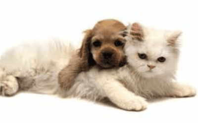 Home Cleaning Tips for Pet Lovers